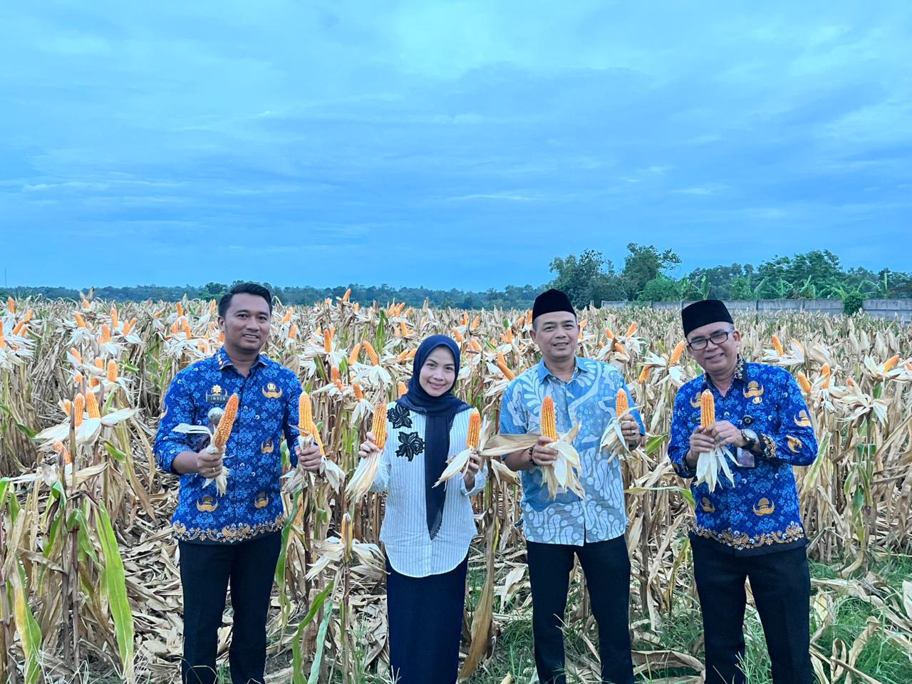 Panen Jagung di Kopo, Bupati Serang Ratu Zakiyah Sebut Mewujudkan Swasembada Pangan